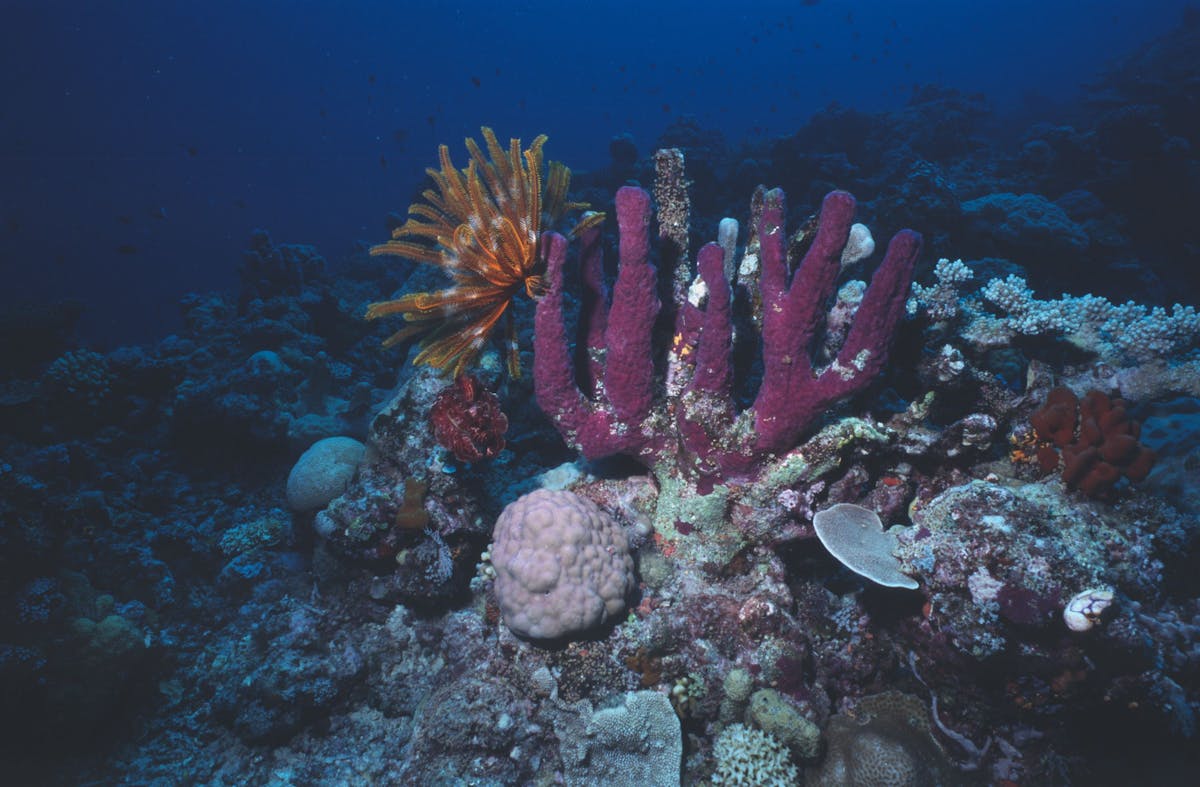 Great Detached Reef