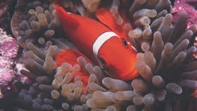 Great Detached Reef