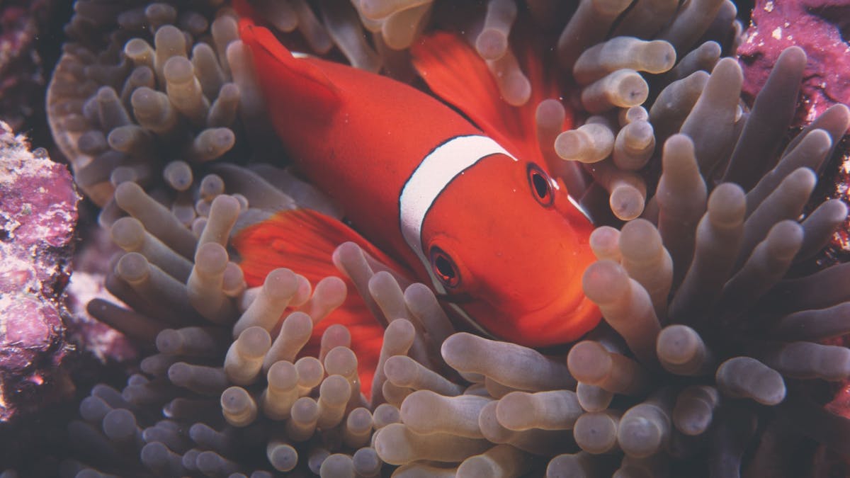 Great Detached Reef