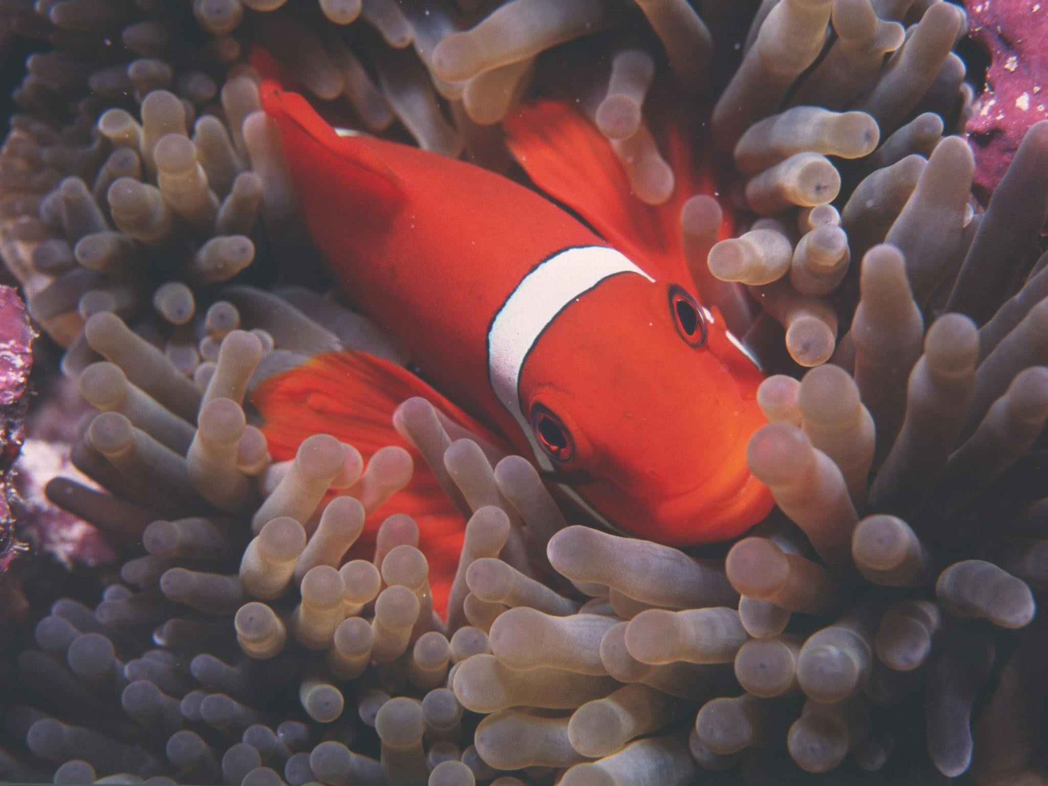 Great Detached Reef Great Detached Reef