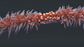 Great Detached Reef