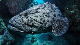Cod Hole Dive Site