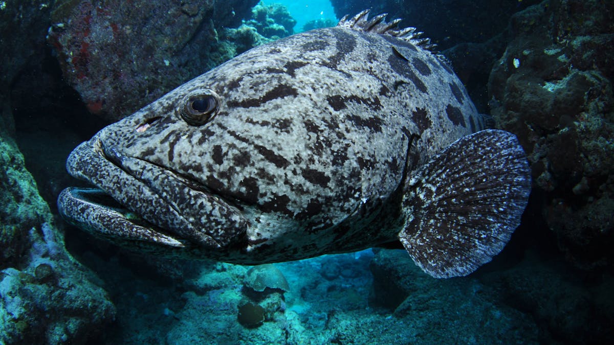 Cod Hole