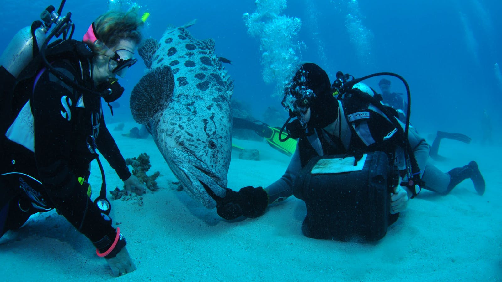 Cod Hole Dive Site