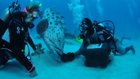 Cod Hole Dive Site
