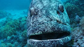 Cod Hole Dive Site