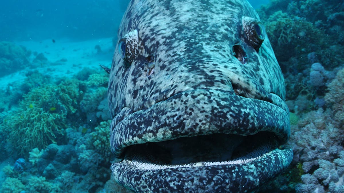 Cod Hole