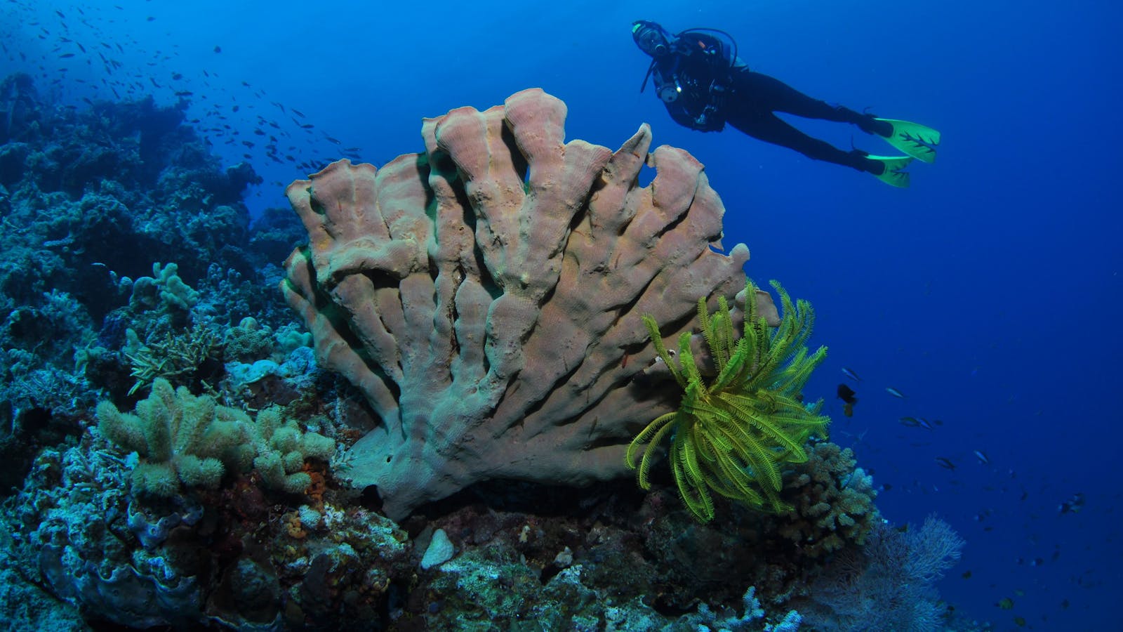 Pixie Pinnacle Dive Site