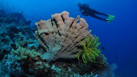 Pixie Pinnacle Dive Site