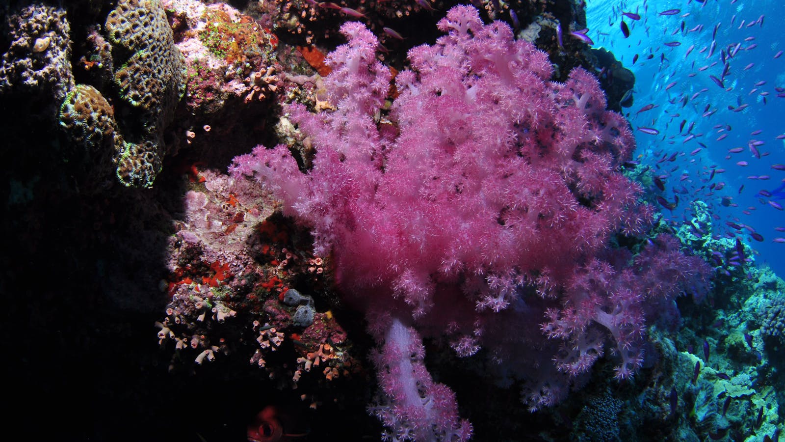Pixie Pinnacle Dive Site