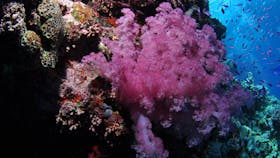 Pixie Pinnacle Dive Site