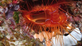 Pixie Pinnacle Dive Site