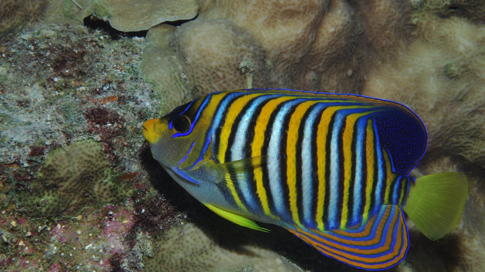 Steve's Bommie Dive Site