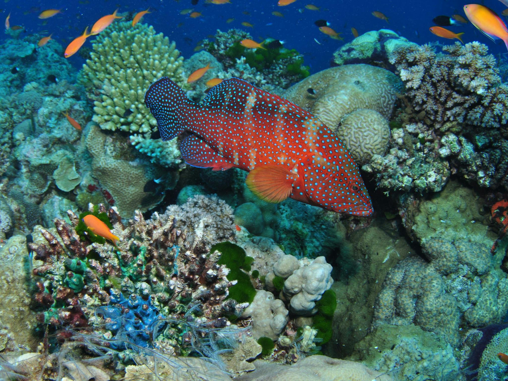 Dive Spots Great Barrier Reef Steve's Bommie