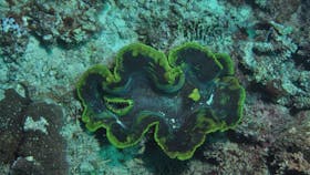 Thetford Reef