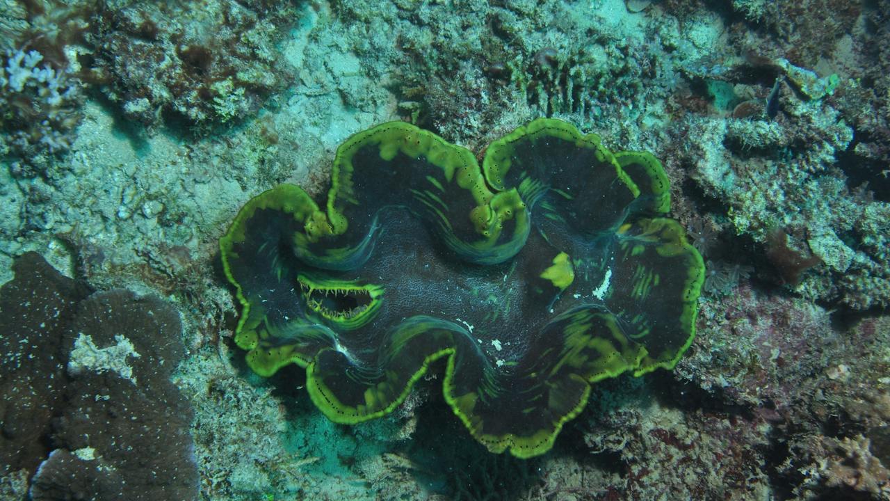 Thetford Reef