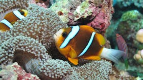 Thetford Reef