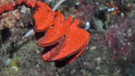 Thetford Reef