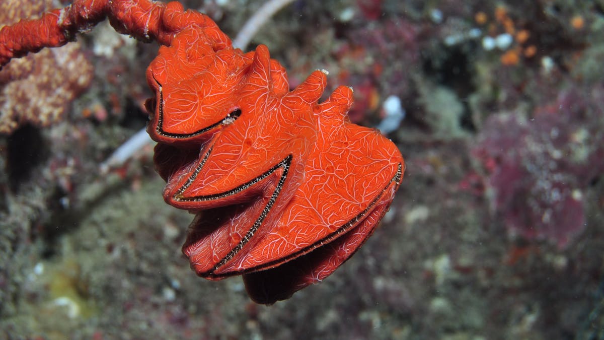 Thetford Reef