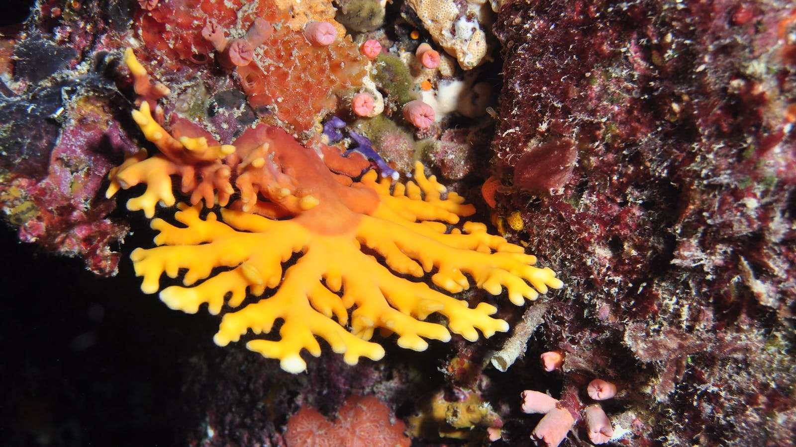 Thetford Reef Dive Site