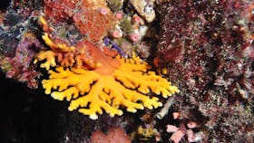 Thetford Reef