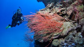 Three Sisters Dive Site