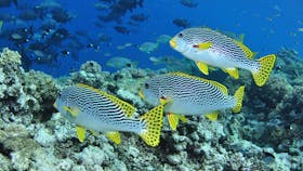 Three Sisters Dive Site