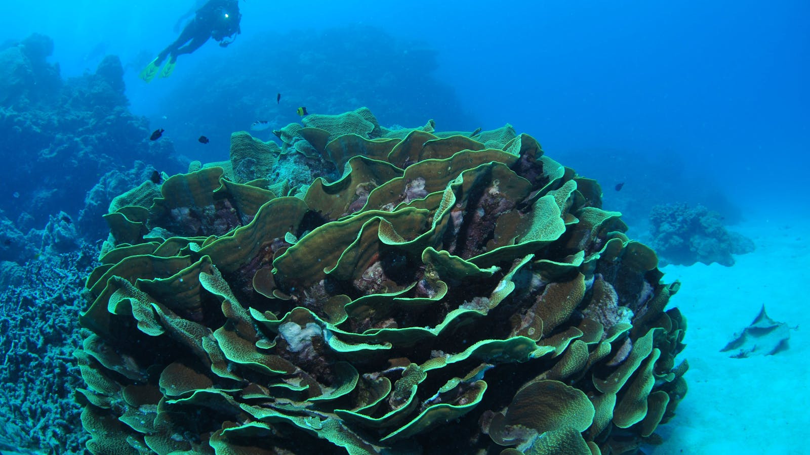 Three Sisters Dive Site