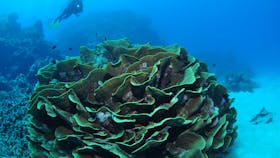 Three Sisters Dive Site