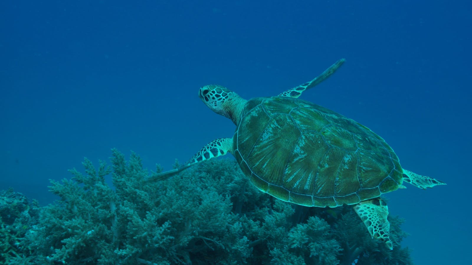Three Sisters Dive Site