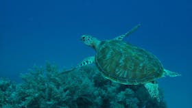 Three Sisters Dive Site