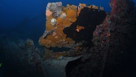 Lady Bowen Dive Site