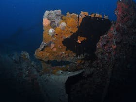 Lady Bowen Dive Site