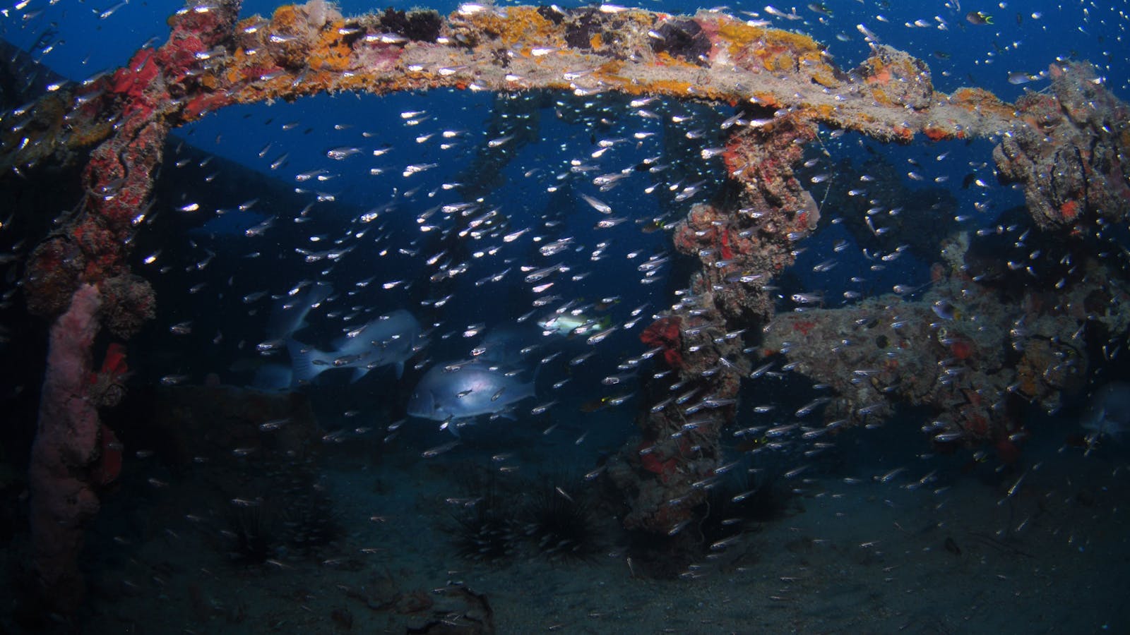 Lady Bowen Dive Site