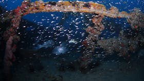 Lady Bowen Dive Site