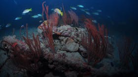 Lady Bowen Dive Site