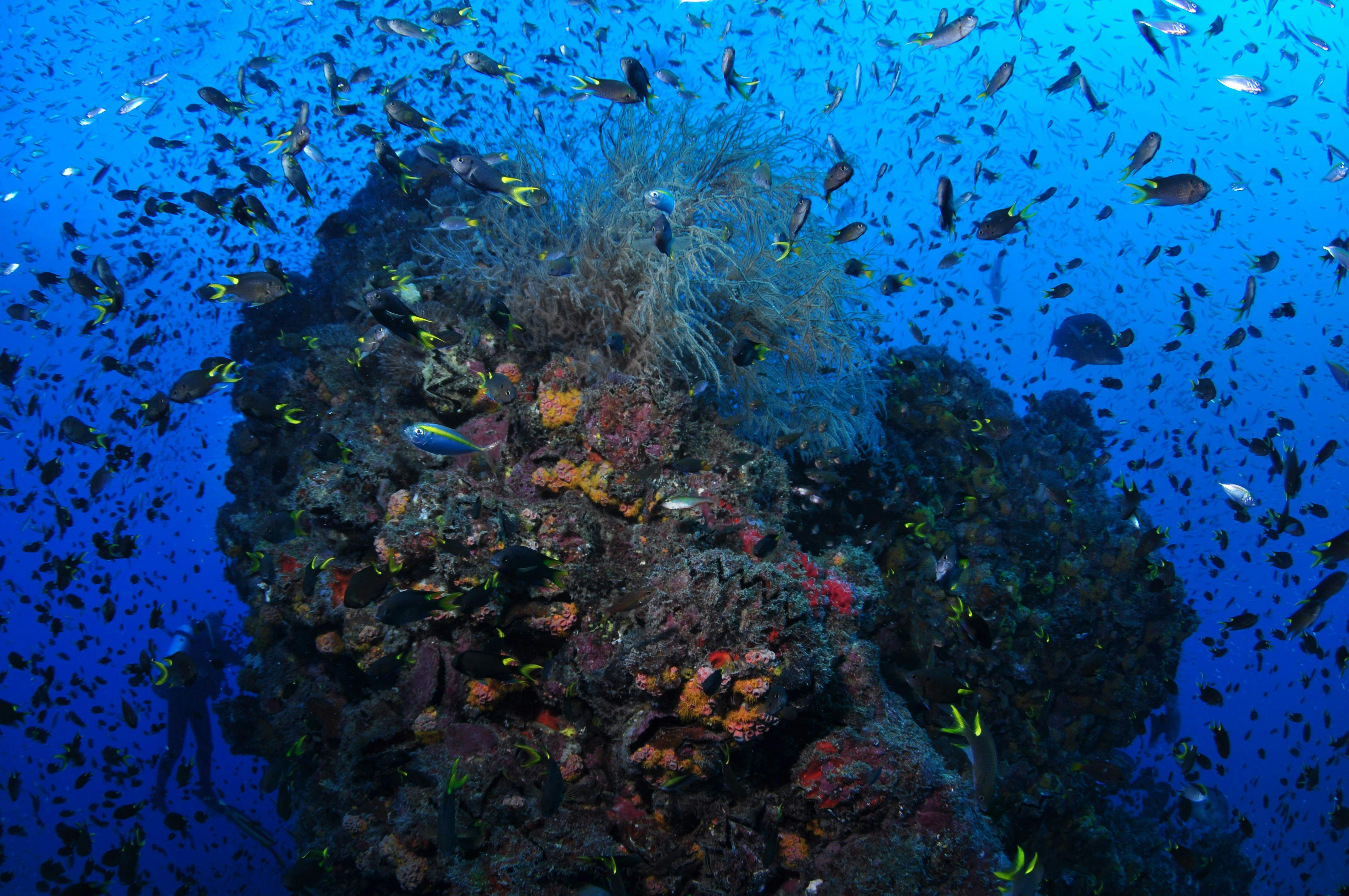 SS Yongala Dive Site