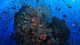 SS Yongala Dive Site