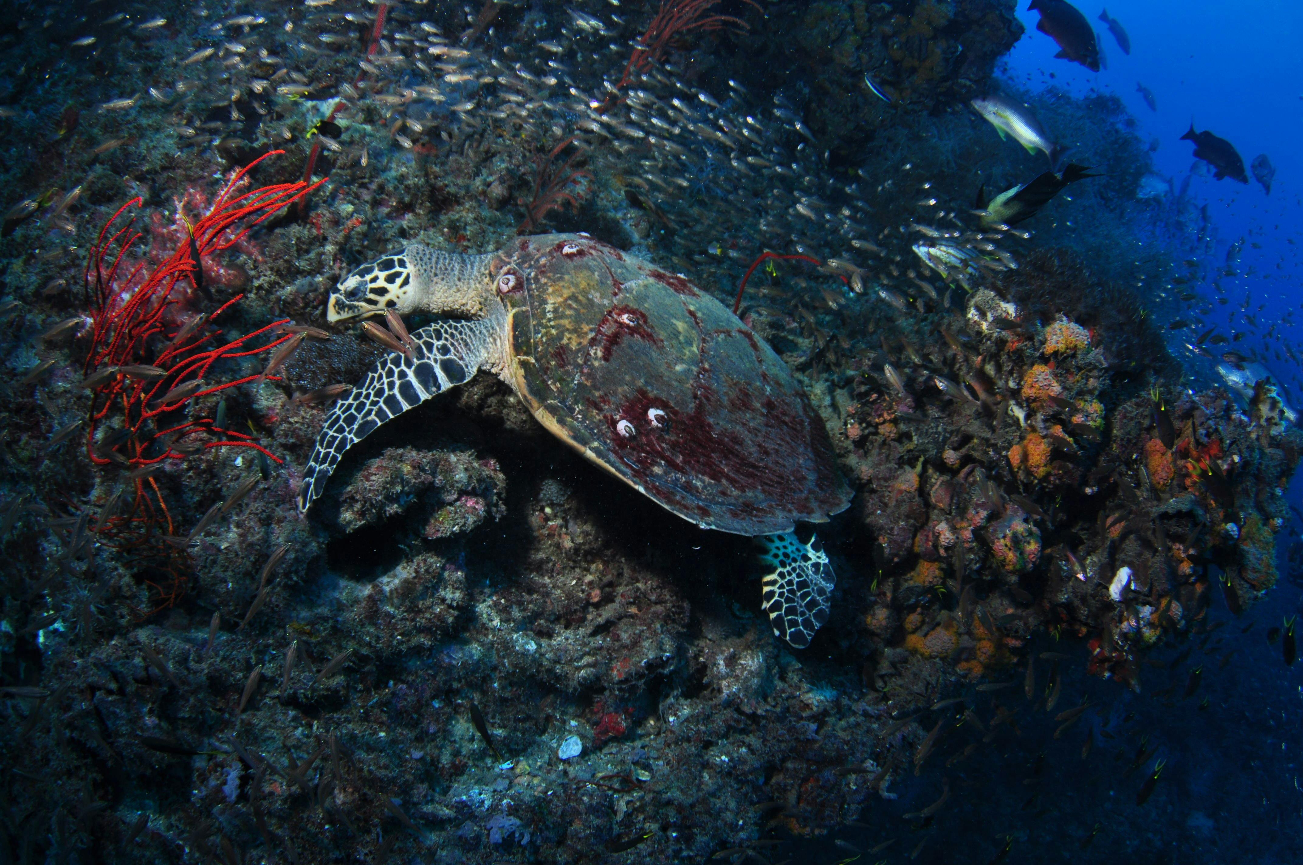 SS Yongala Dive Site