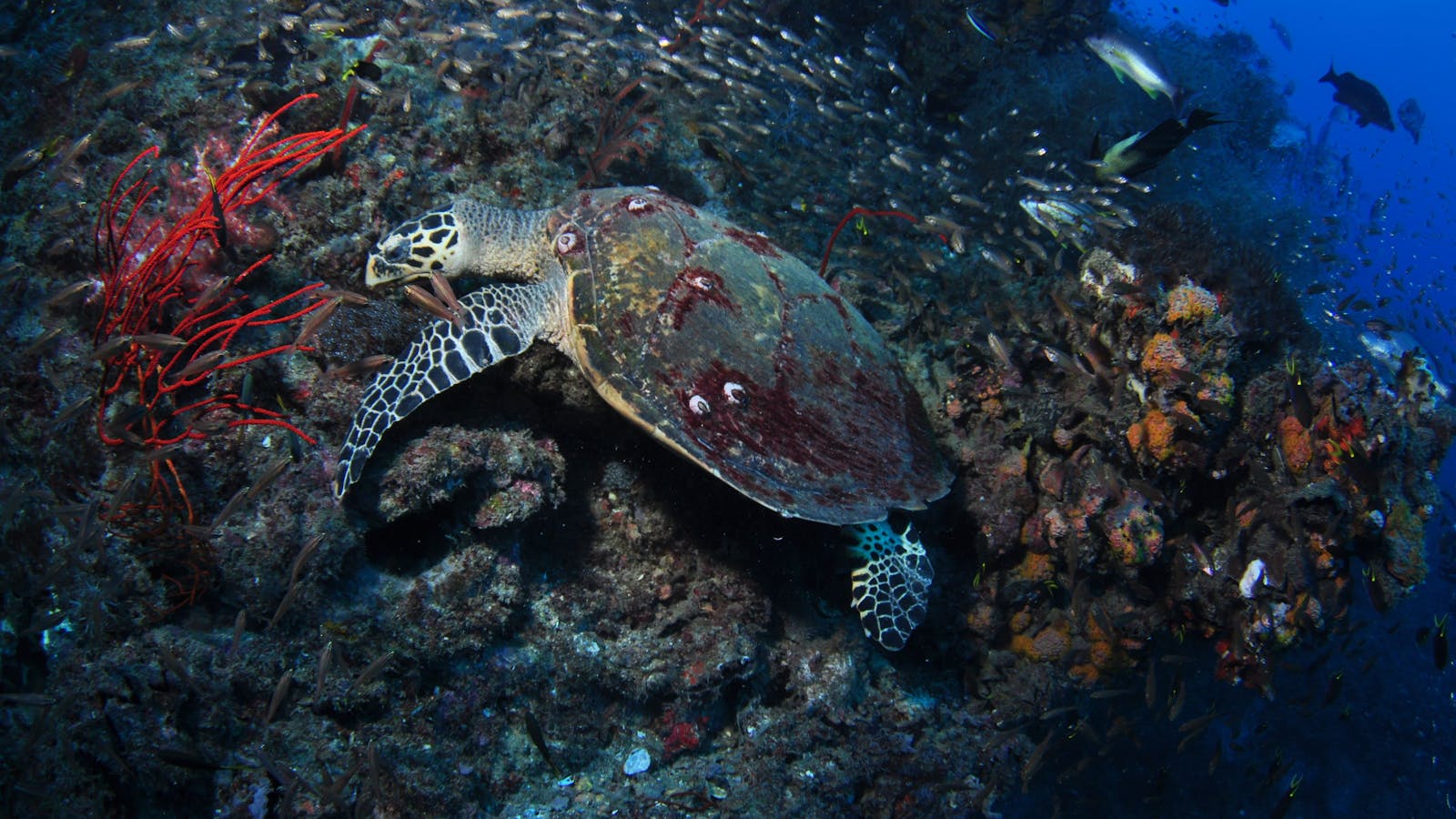 SS Yongala Dive Site
