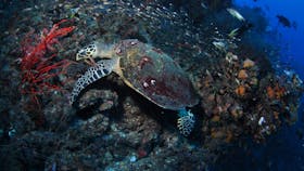 SS Yongala Dive Site