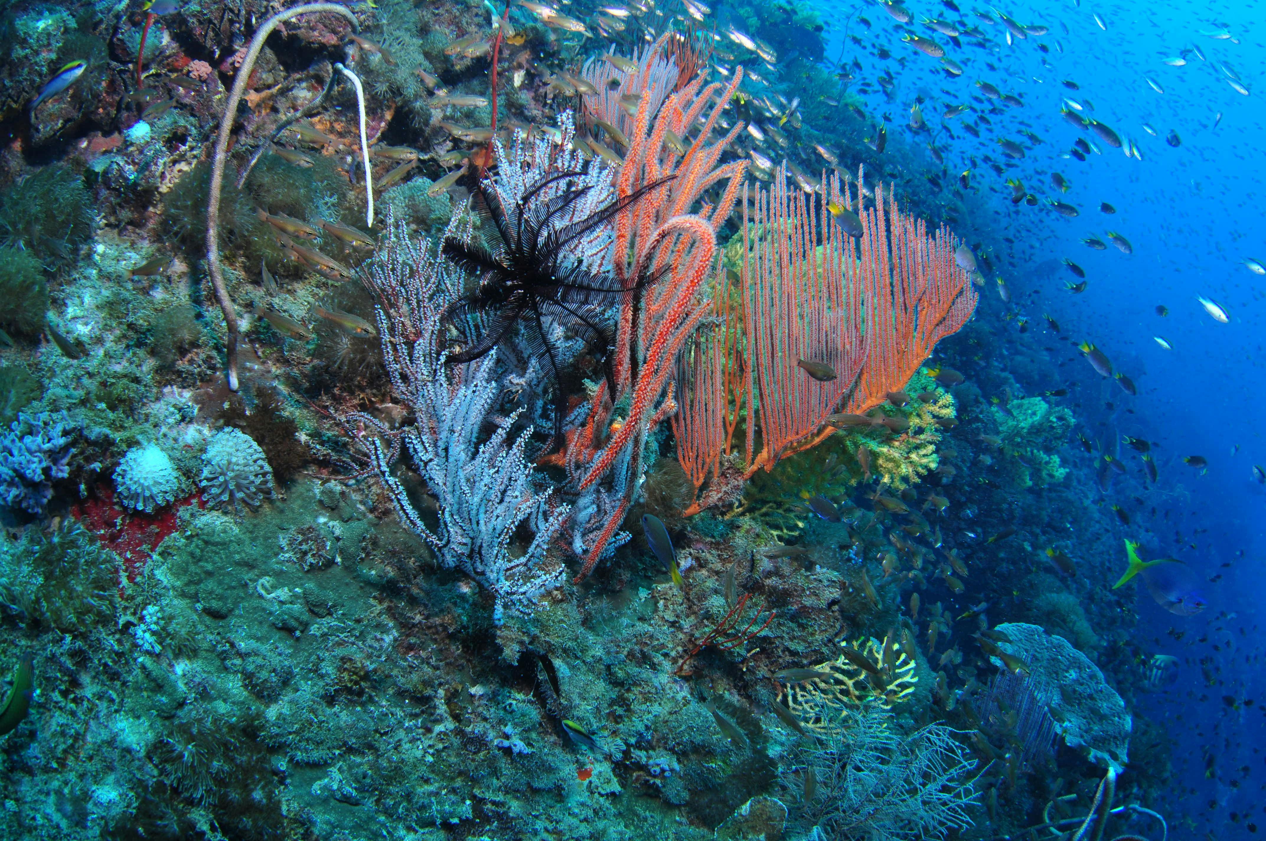 SS Yongala Dive Site