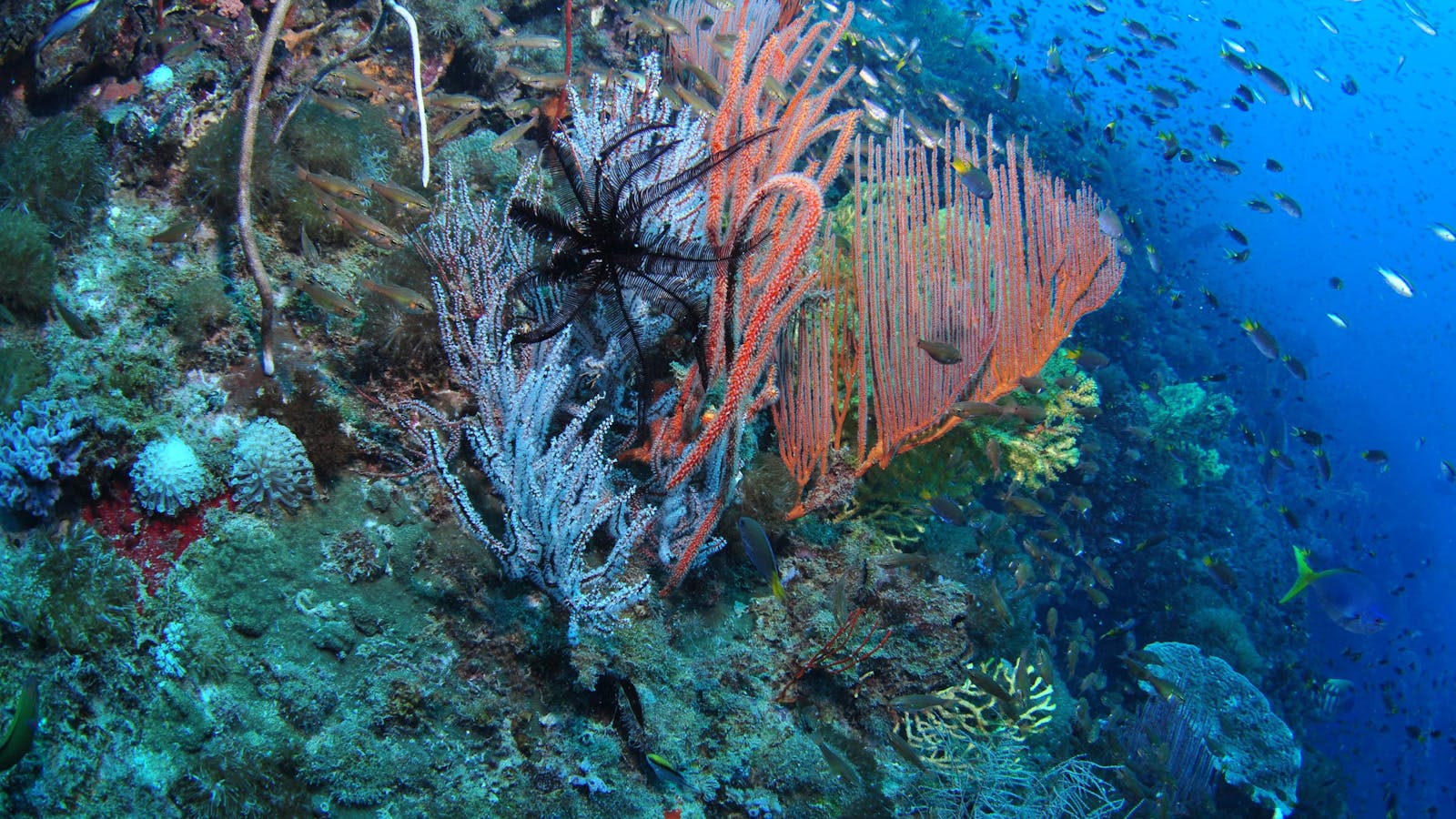 SS Yongala Dive Site