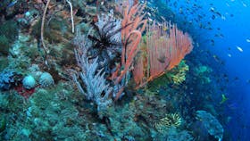 SS Yongala Dive Site