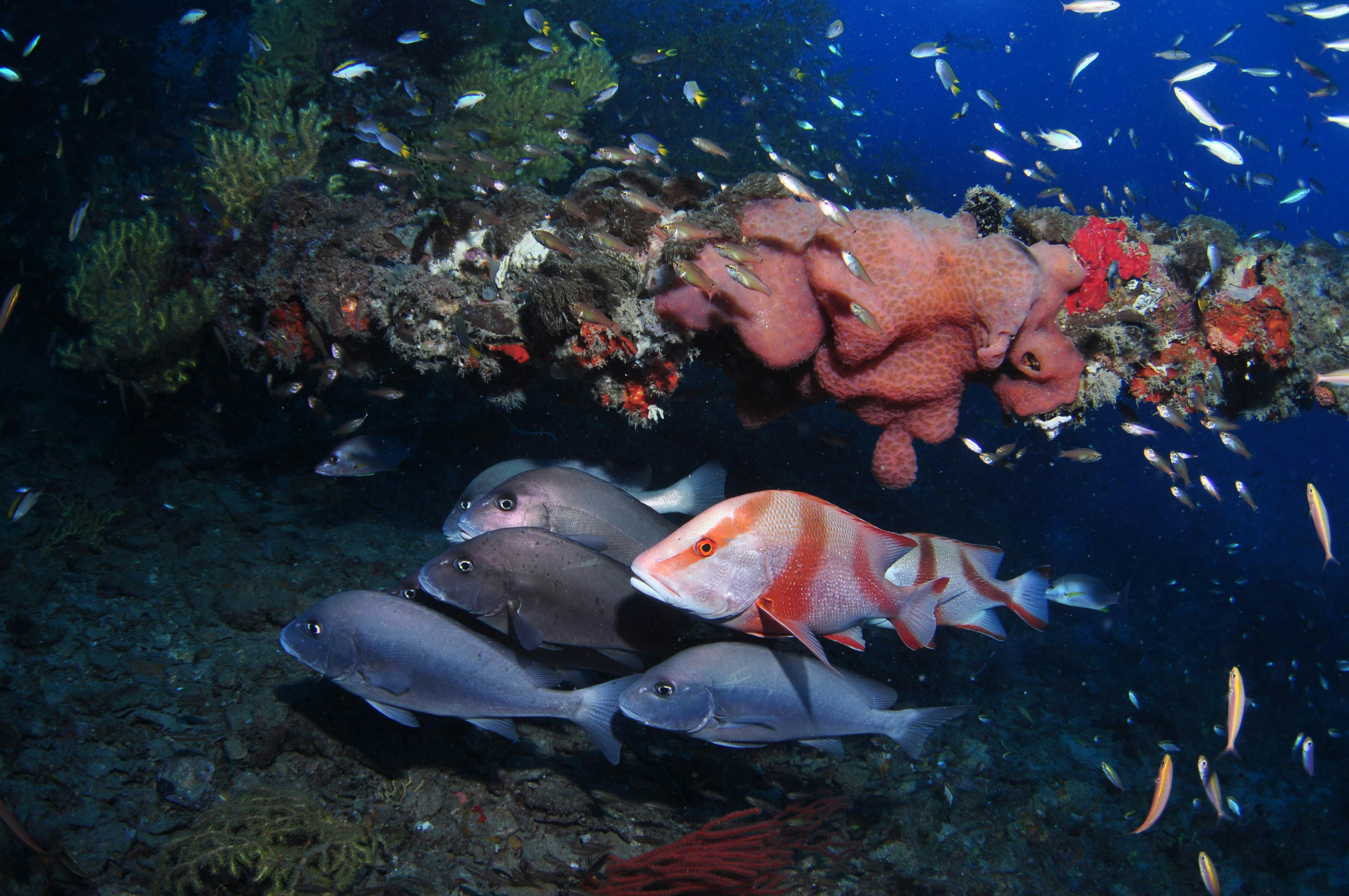 SS Yongala Dive Site