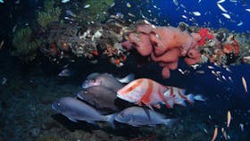 SS Yongala Dive Site