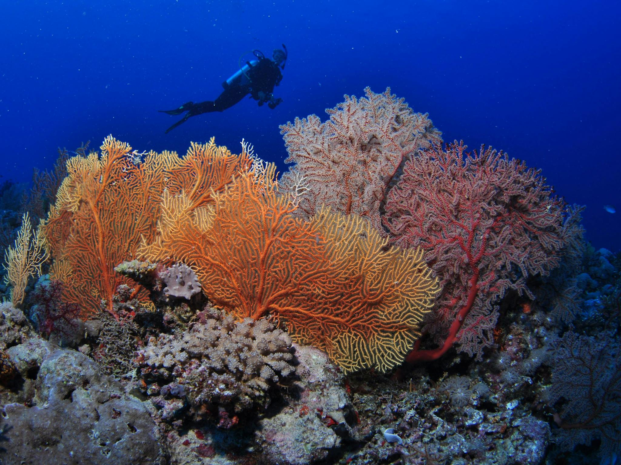 Wheeler Reef