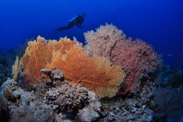 Wheeler Reef Dive Site