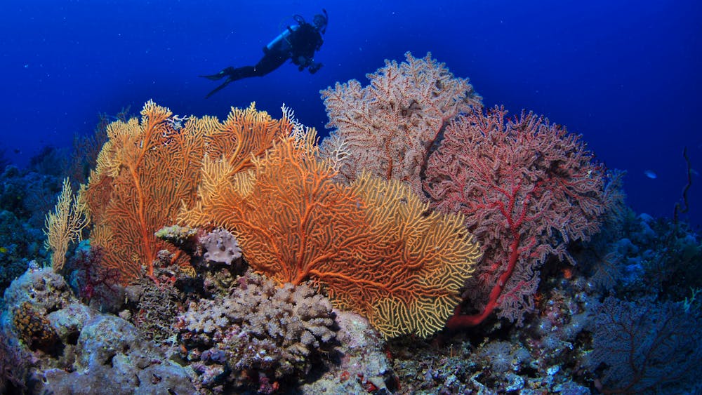 Wheeler Reef Dive Site