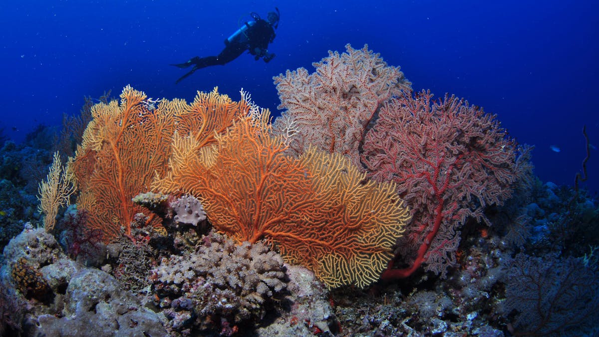 Wheeler Reef